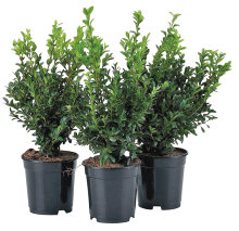 Buksbom ‘Buxus sempervirens’ 13 cm potte